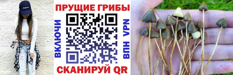 blacksprut ссылки  Вытегра  Галлюциногенные грибы Magic Shrooms 